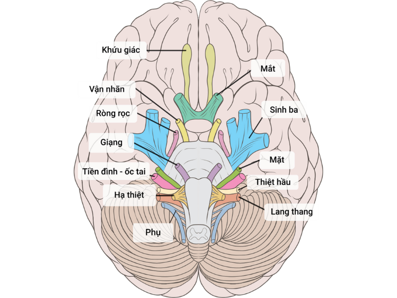 Điện sinh lý thần kinh cơ