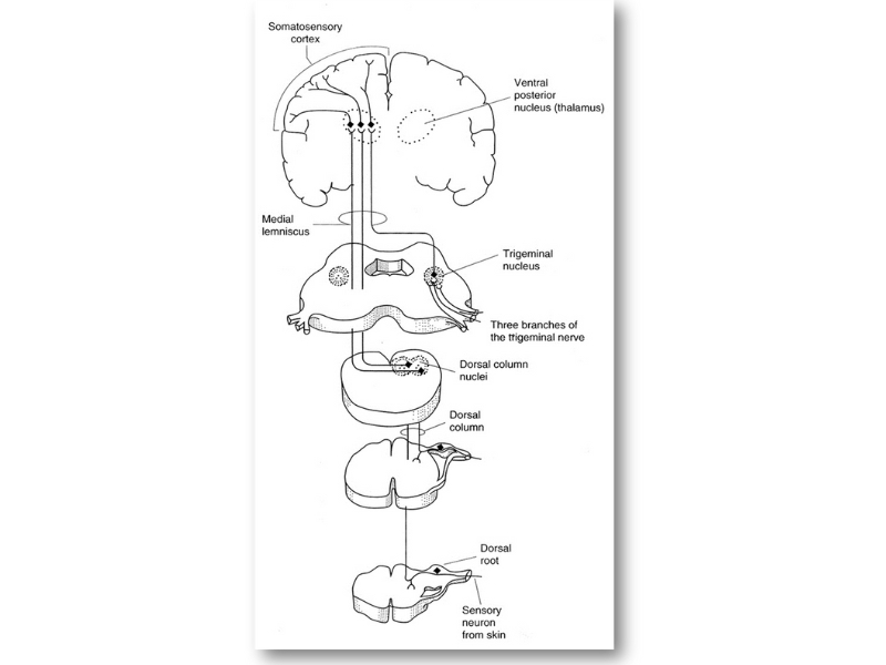 Theo dõi thần kinh trong phẫu thuật - IONM